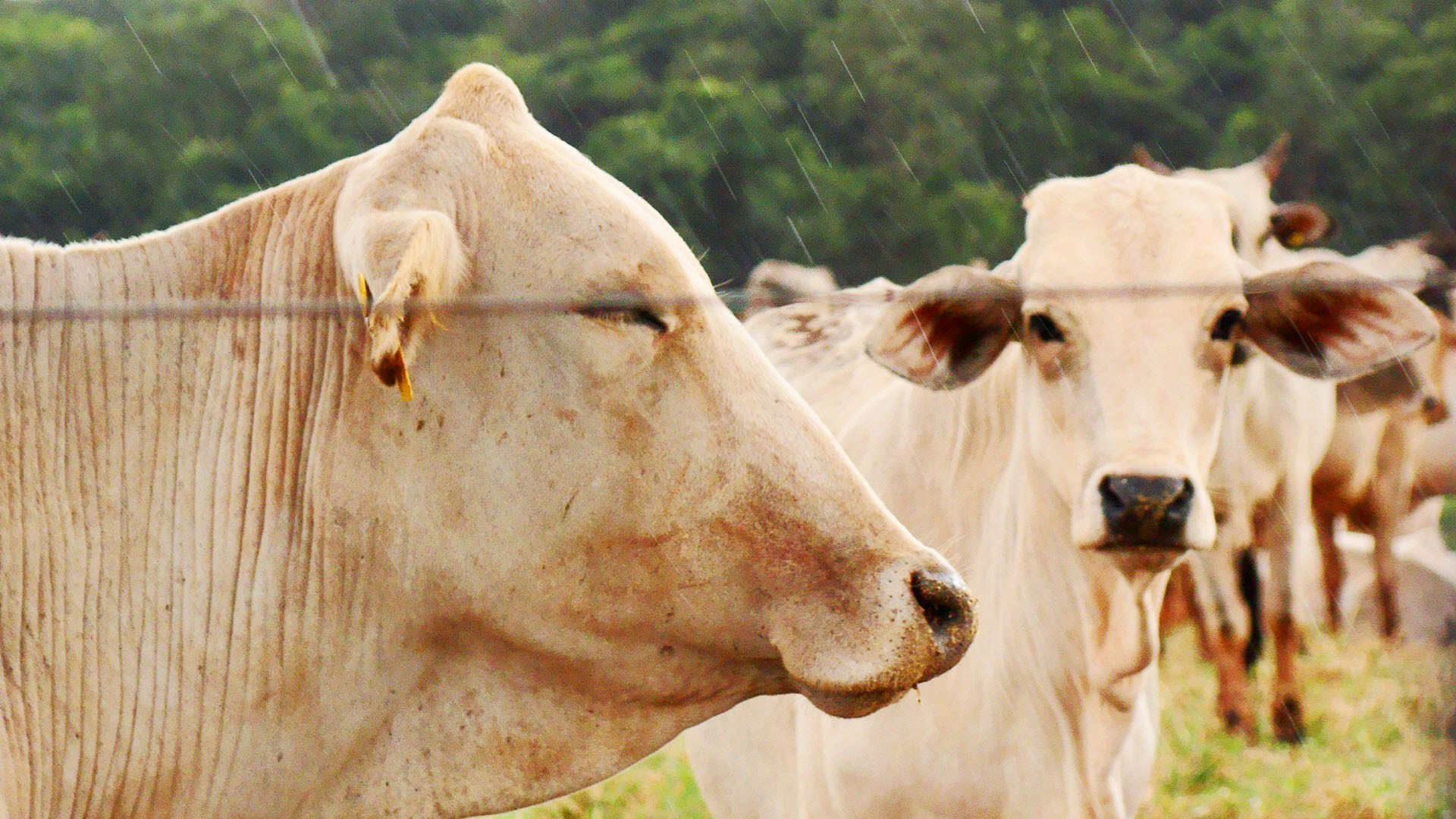 Mais de 1 milhão de bovinos foram vacinados contra febre aftosa em Sergipe