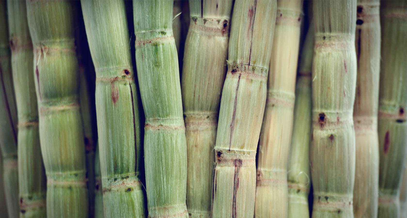 Brasil desenvolve tecnologia para despoluir ambiente a partir do bagaço da cana