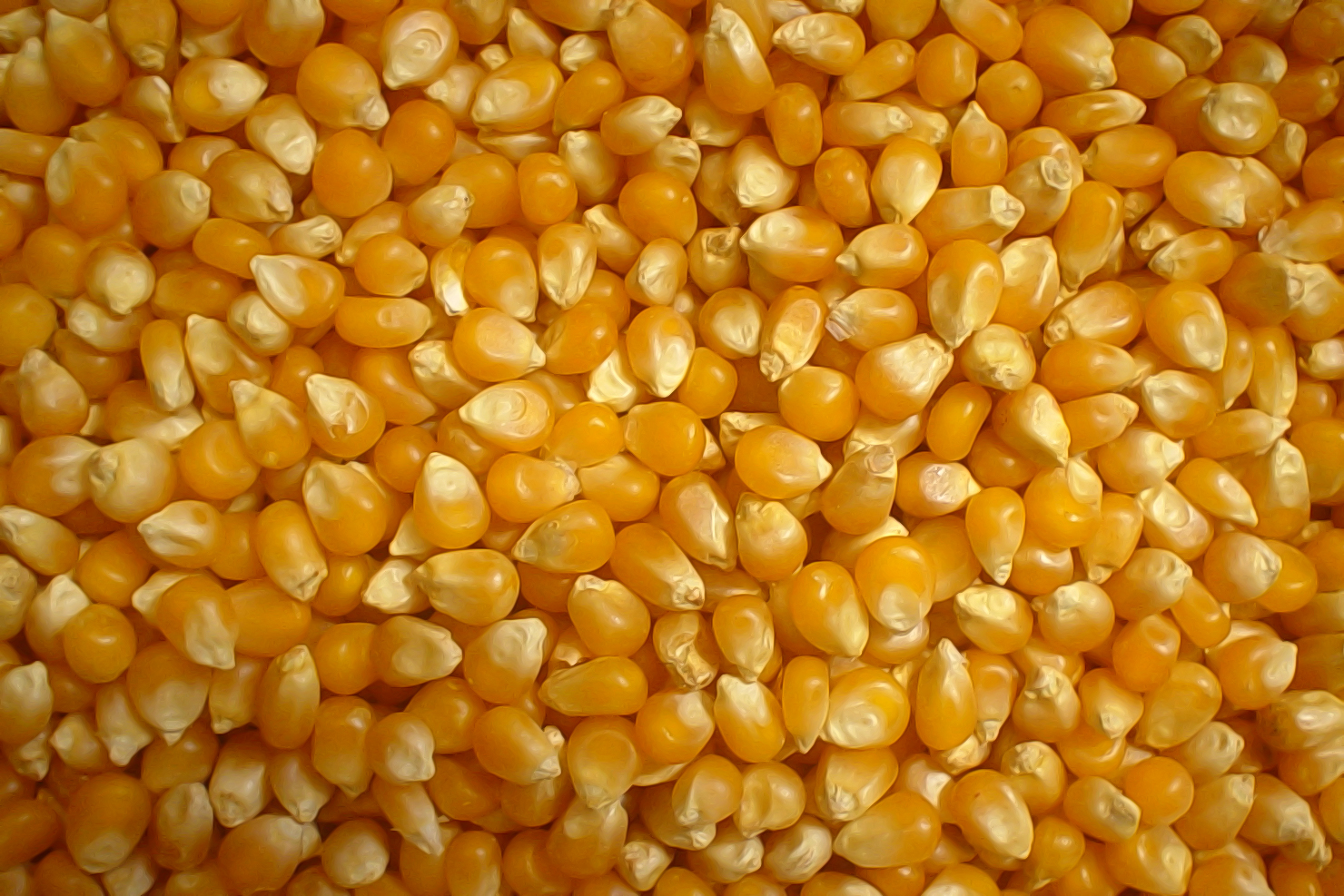 Mais de 165 mil t de milho dos estoques públicos abasteceram pequenos criadores em 2016