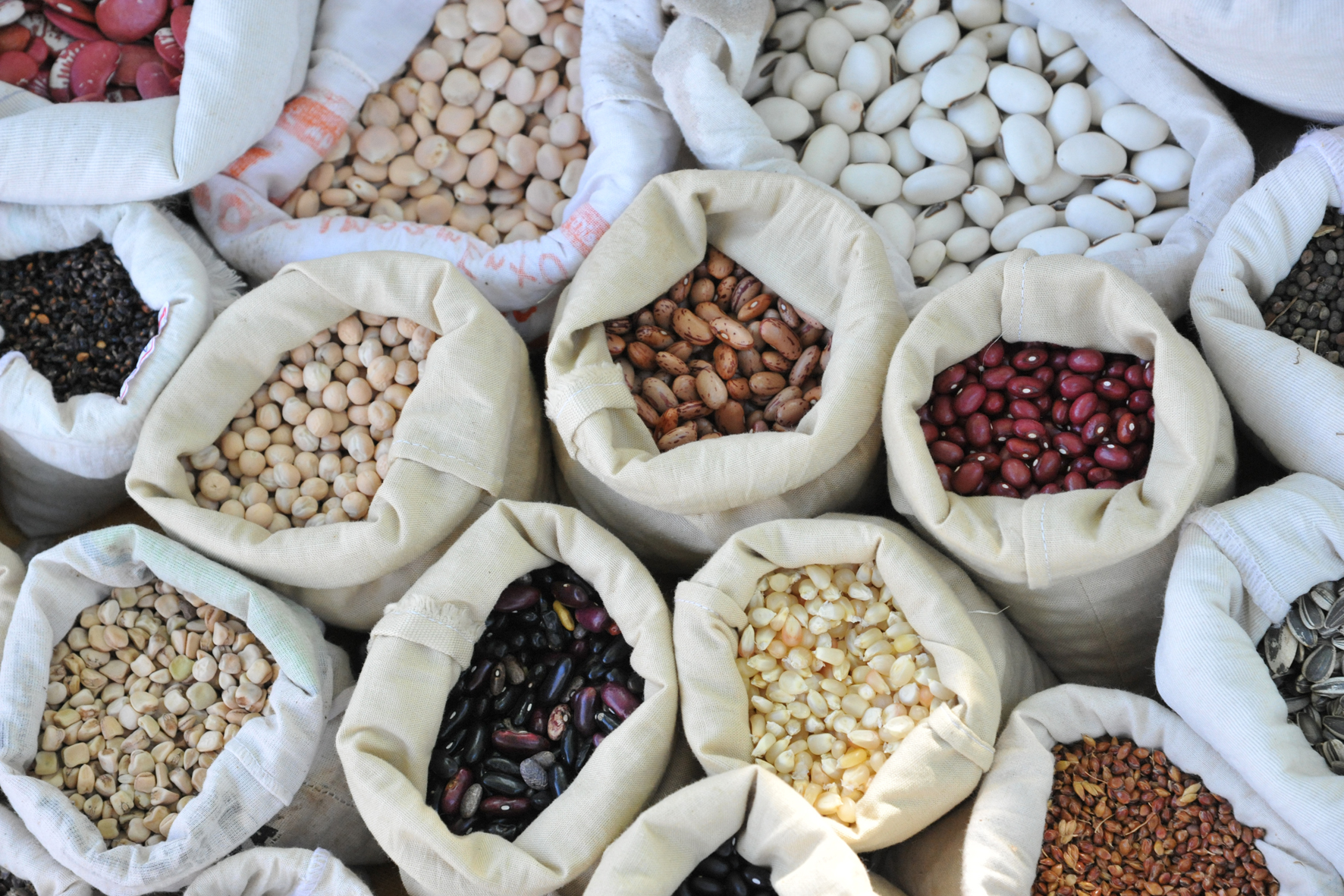 SP: Novo sistema garante mais prazo para produtor comprar sementes e mudas da Cati