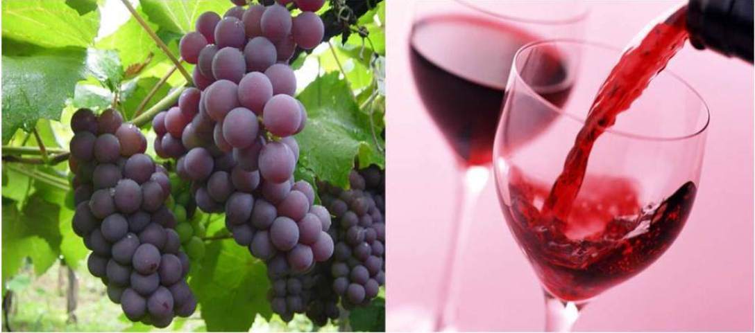 Embrapa Uva e Vinho presente na Expoagro Afubra 2017