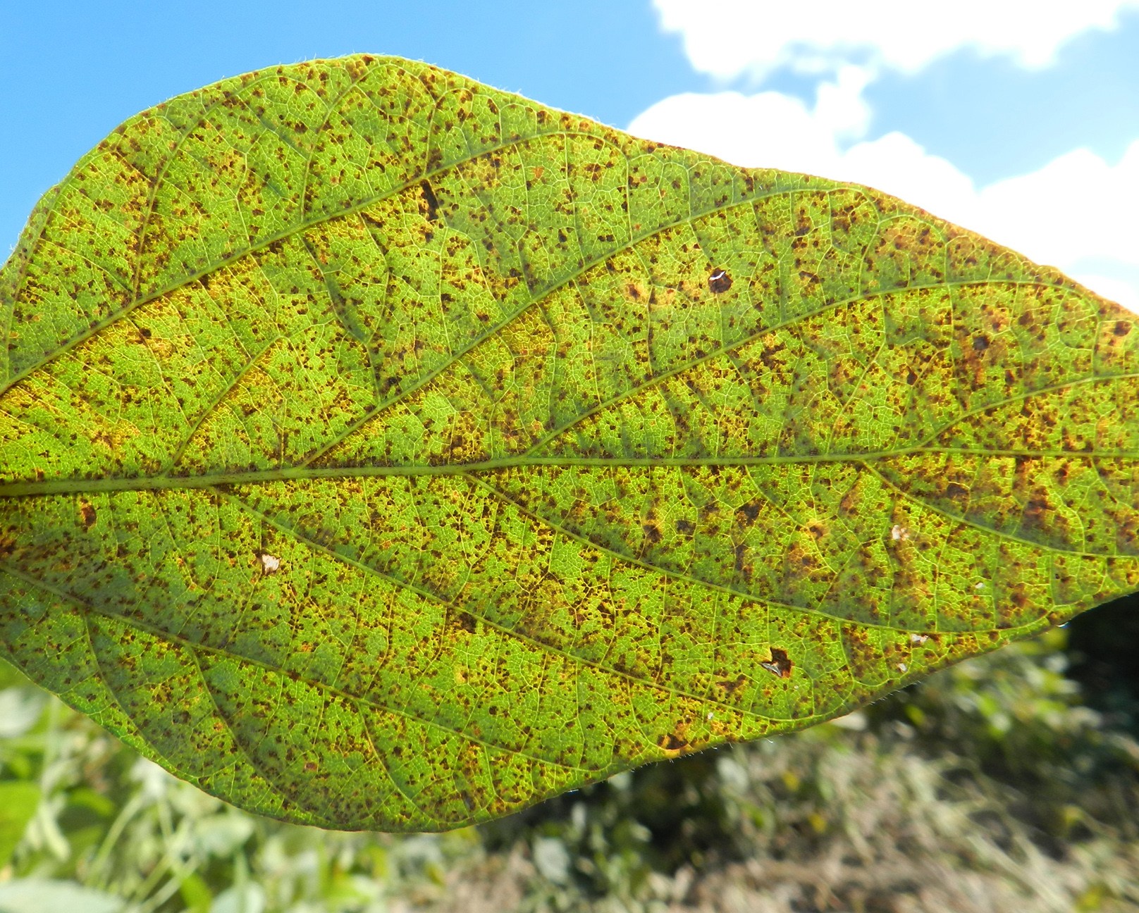 Resistência da Ferrugem Asiática é tema de evento em Campinas