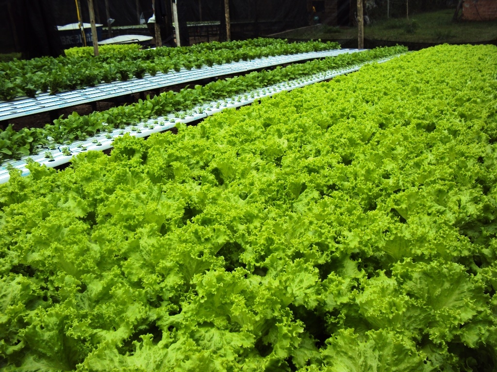 ALFACE/CEPEA: Transplantio de inverno se inicia em SP