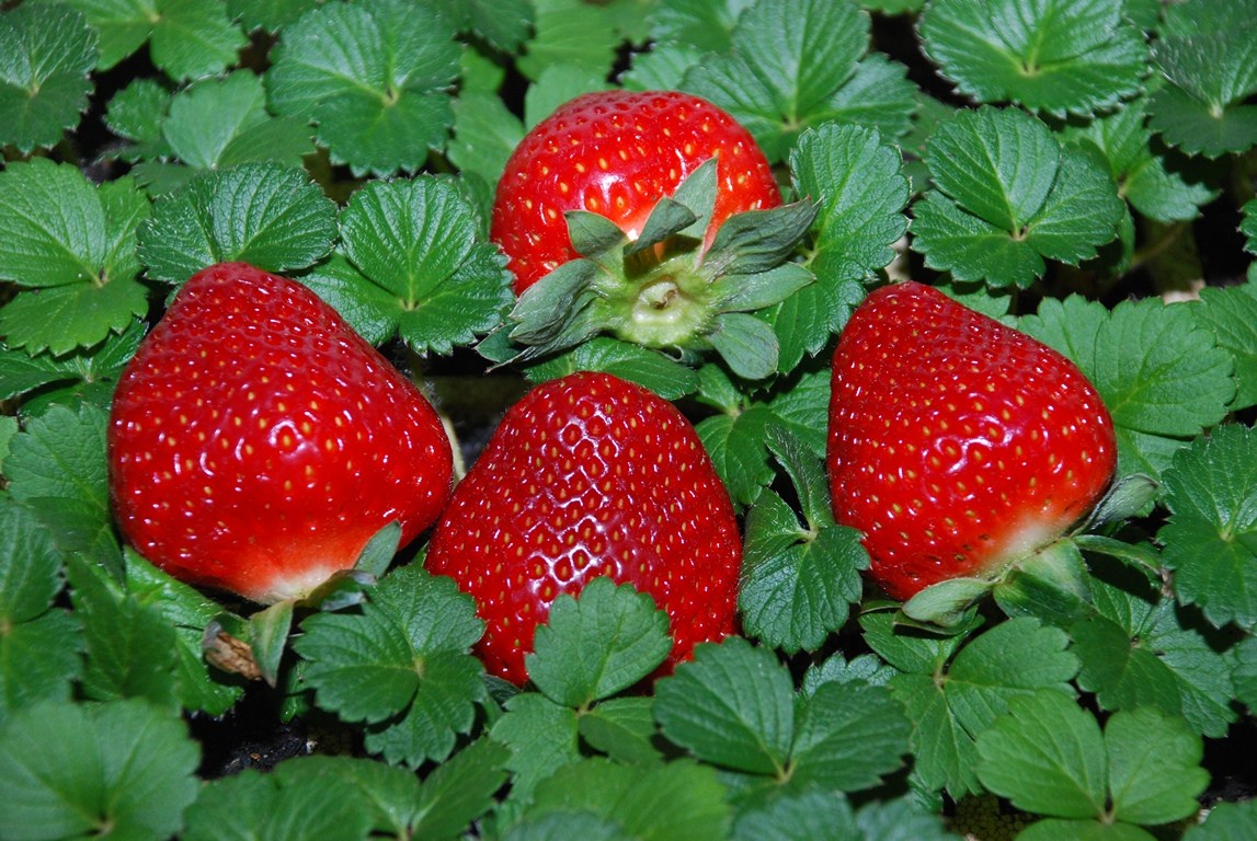 Dia de Campo em Santa Maria aborda tecnificação da lavoura de morangos