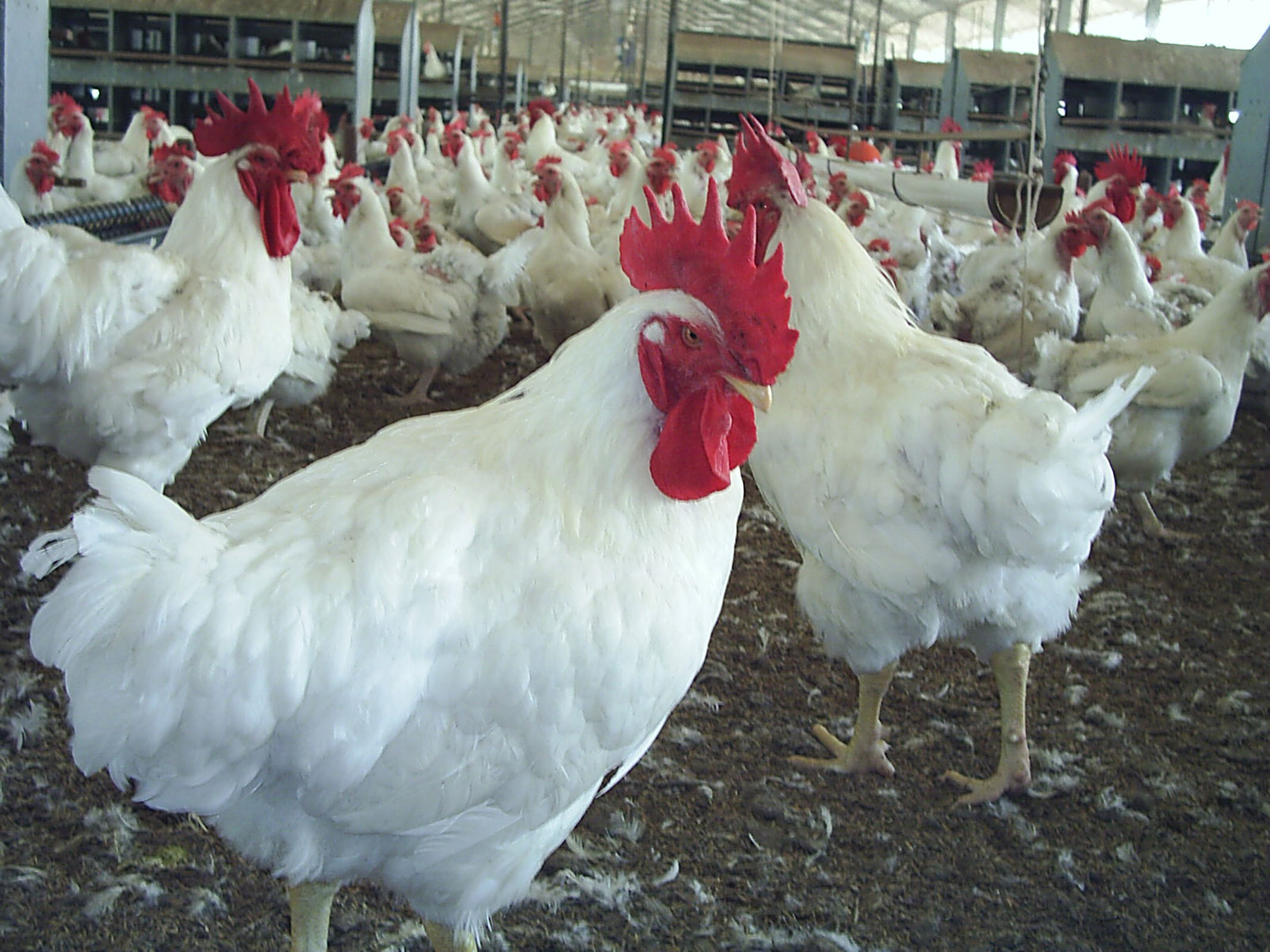 Em Minas Gerais, frango vivo retorna aos R$2,50/kg