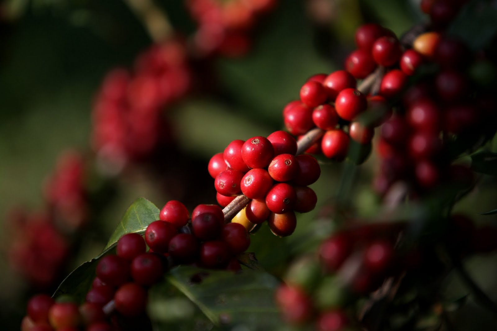Agricultores de São Mateus já se preparam para a colheita do café