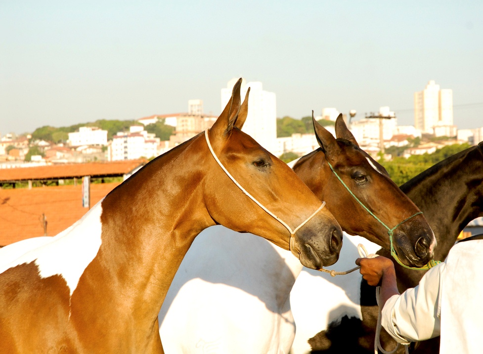 Leilões de Equídeos da 57ª Exposição Estadual Agropecuária estimam faturar R$1,2 milhão