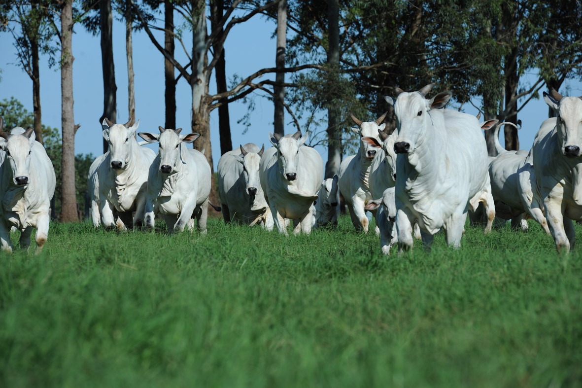 Nelore criado a campo será premiado