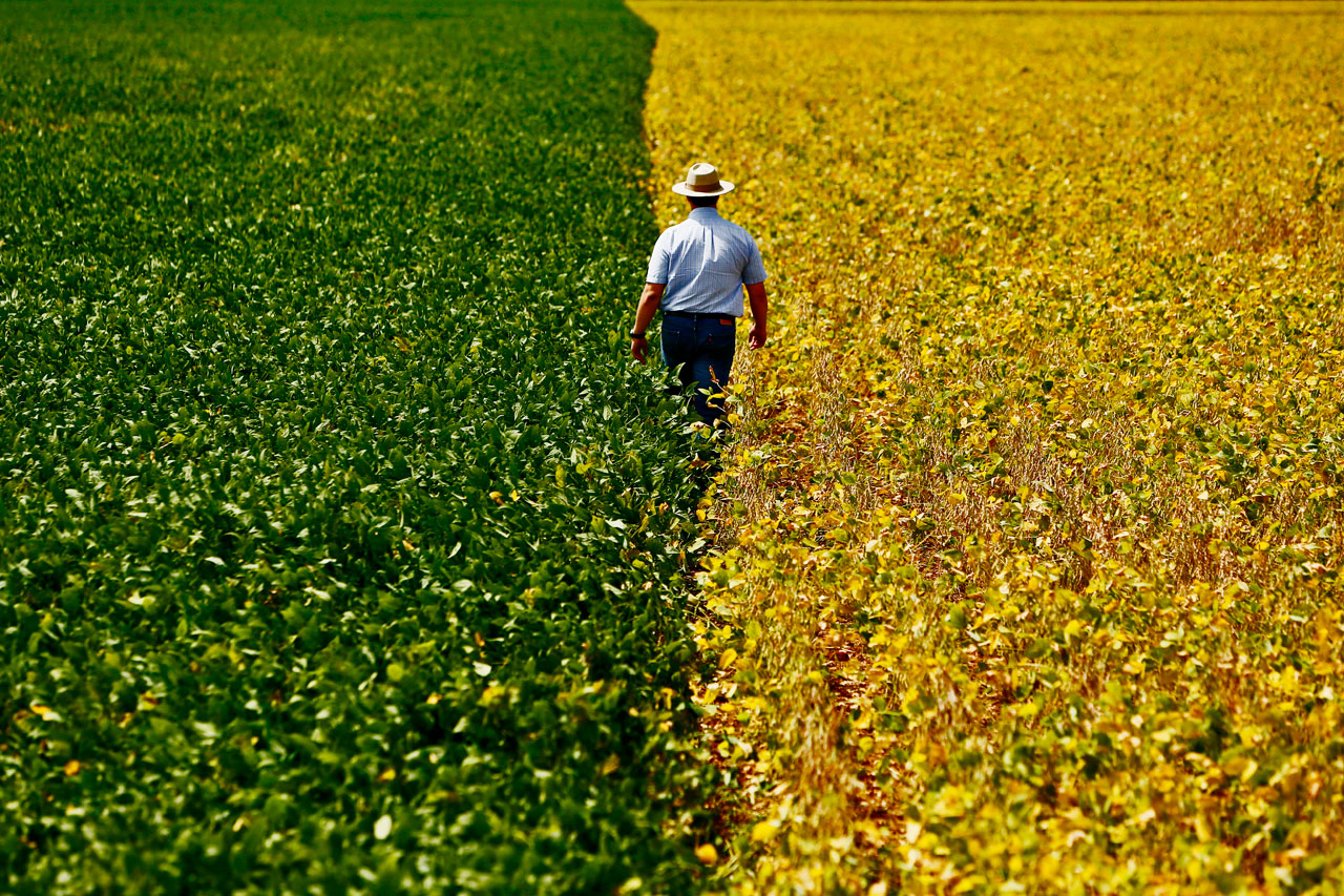 Dia do Agricultor: amor pelo cultivo da terra