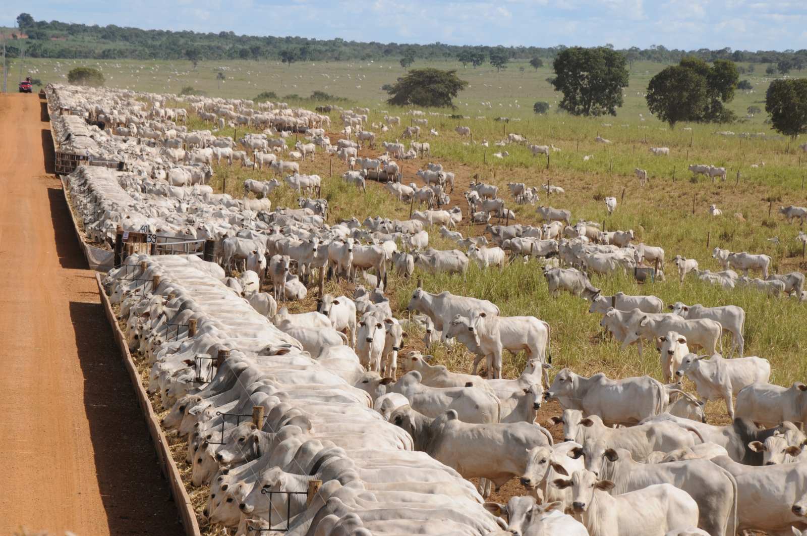 Suplementação de bovinos melhora produtividade durante período de seca
