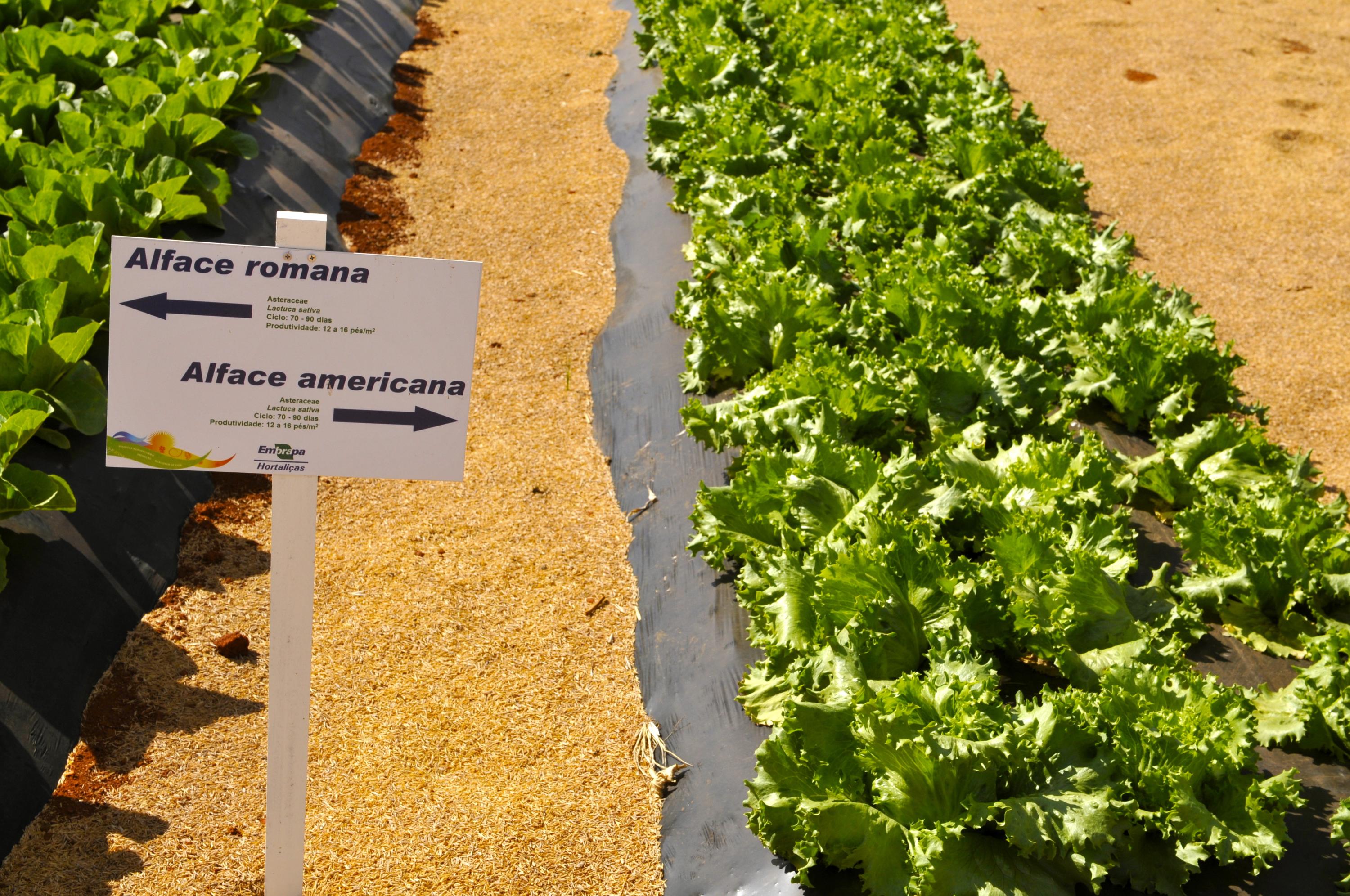 Inscrições abertas para III Curso sobre Cultivo Protegido de Hortaliças