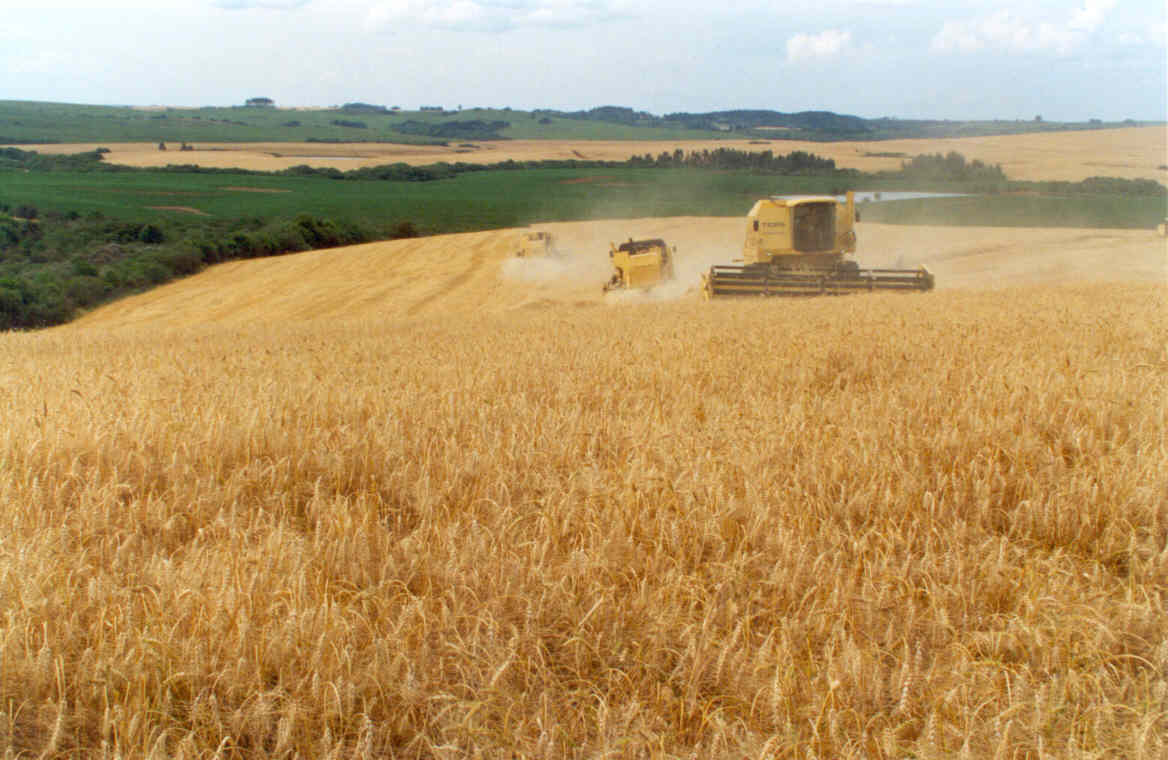 Deral reduz previsões de produção de trigo e milho safrinha no Paraná