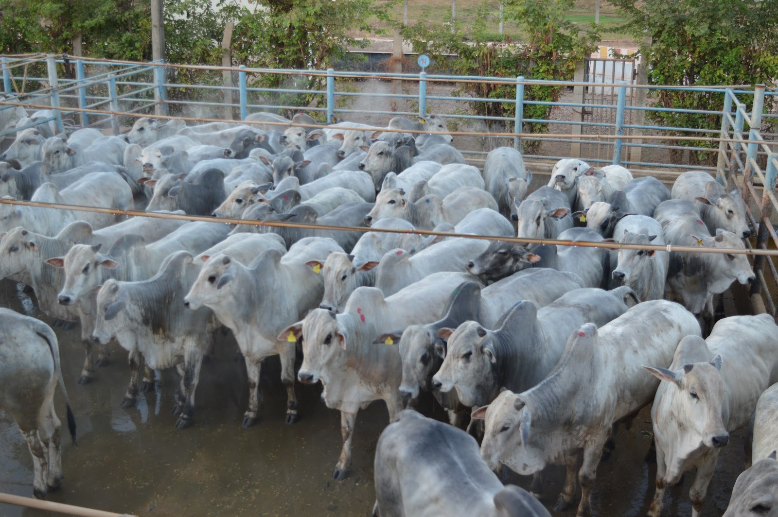 Governo faz pente-fino em frigoríficos de abate