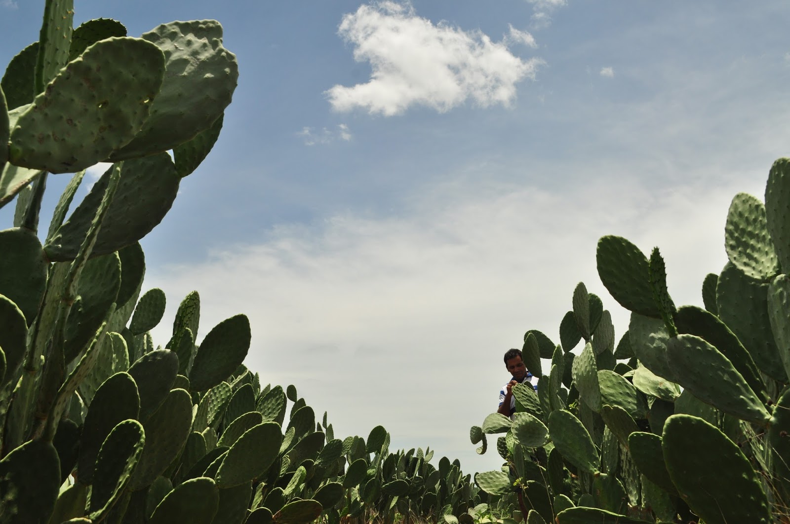 Palma Forrageira gera esperança e economia em tempos de seca no ES