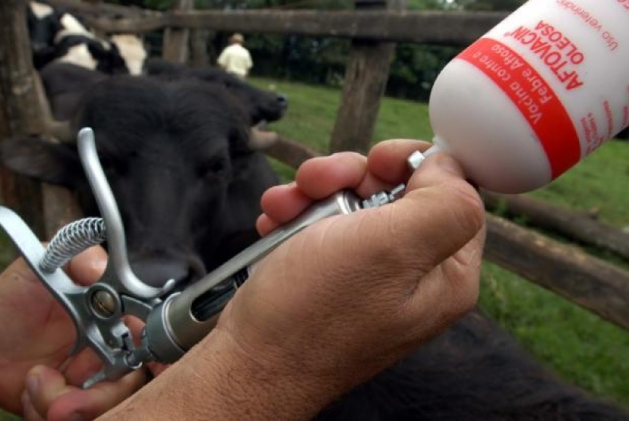 Mapa aprova Programa Nacional de Erradicação e Prevenção da Febre Aftosa