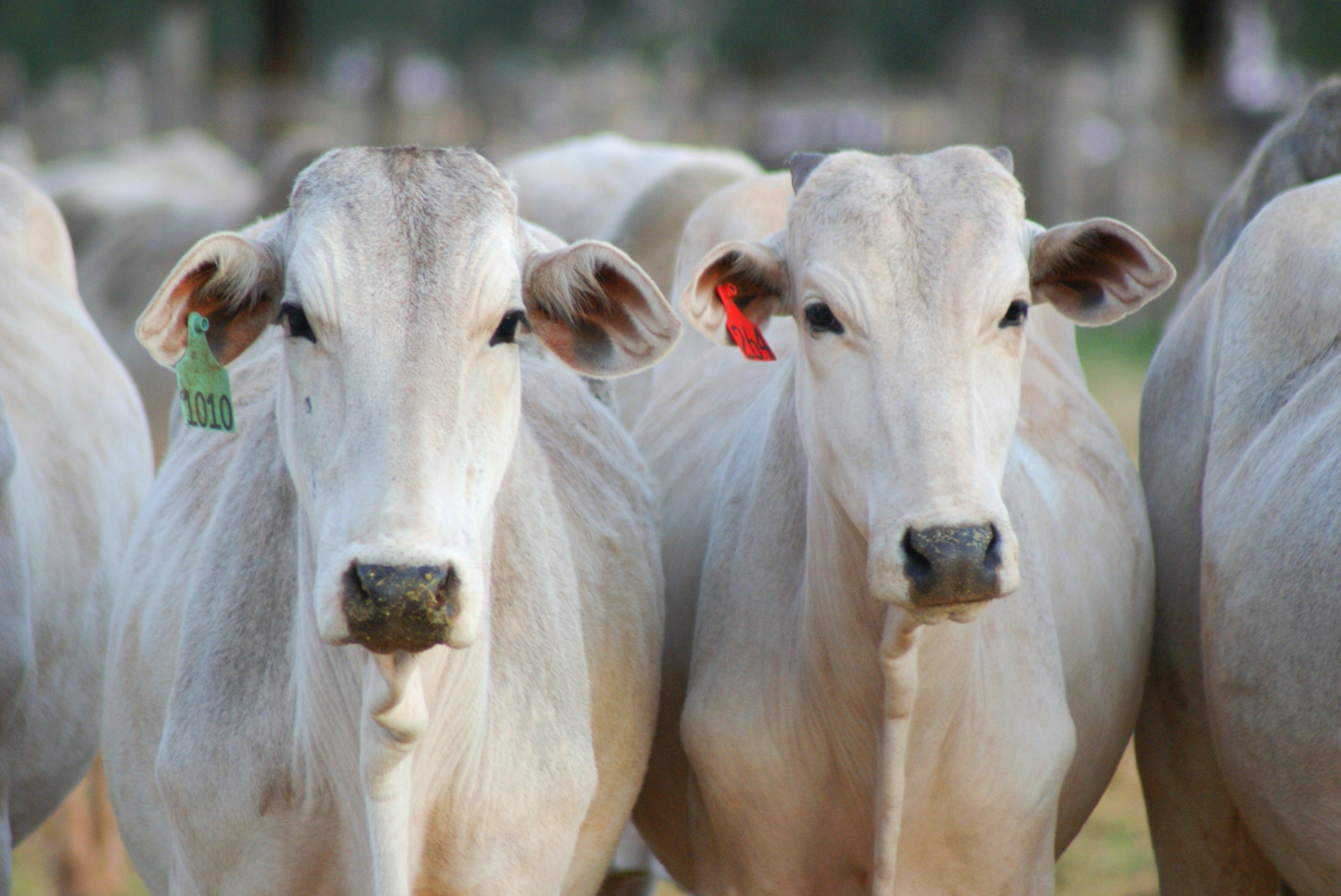 Clima eleva alerta no combate ao carrapato