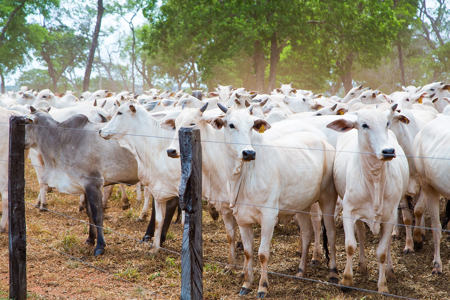 Blairo Maggi reconhecerá oficialmente zonas livres de aftosa na Região Norte nesta segunda e terça-feira (4 e 5/12)