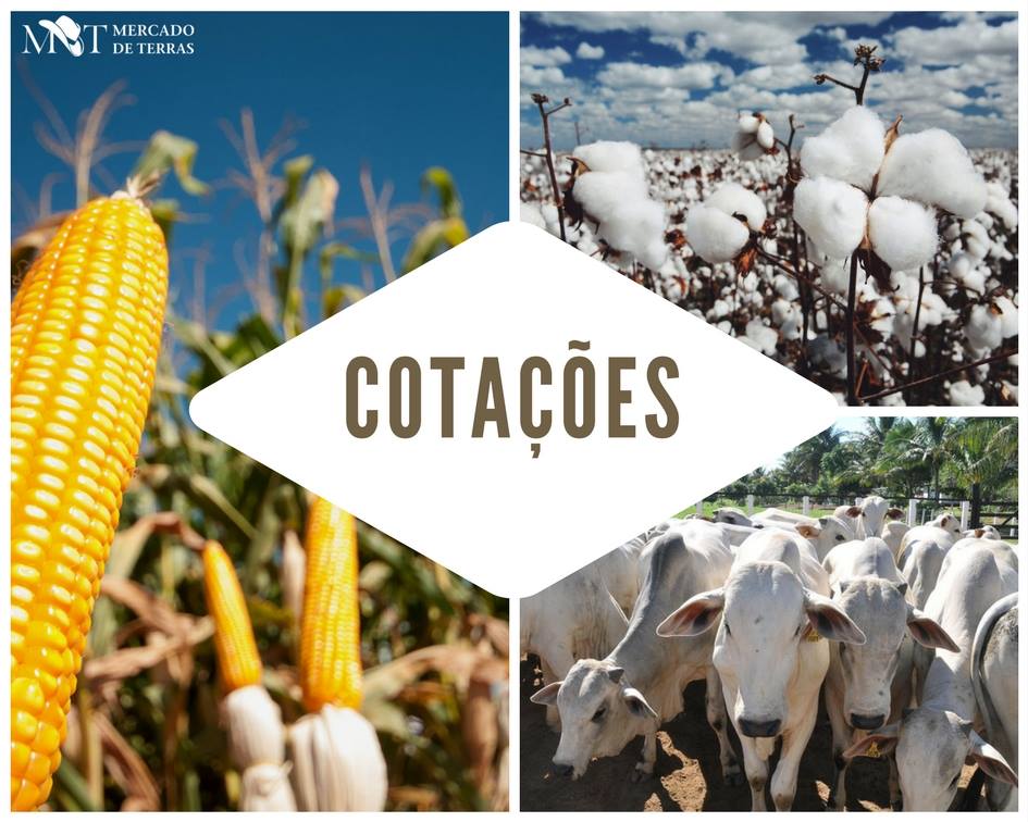 COTAÇÕES AGRÍCOLAS