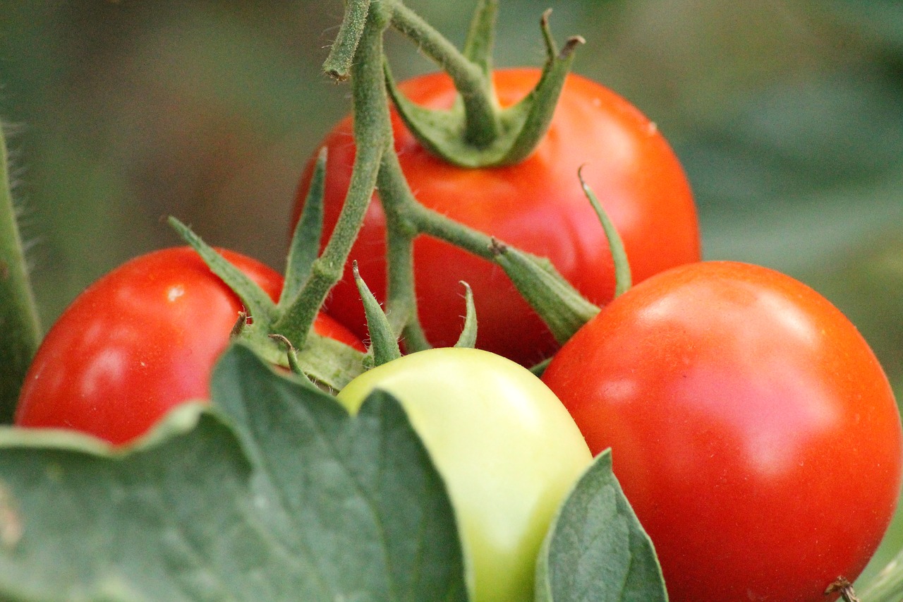TOMATE/CEPEA: Oferta diminui em itapeva e preço sobe na CEAGESP