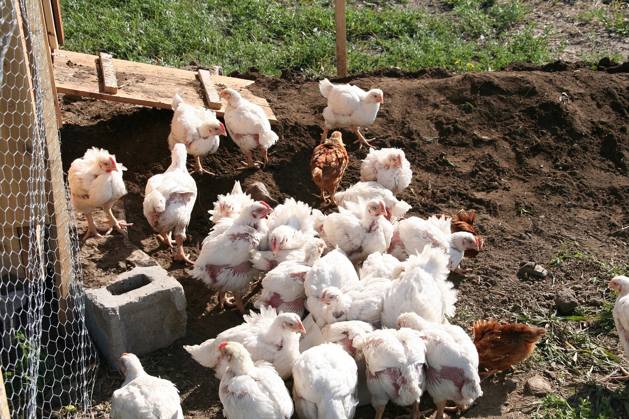EUA detectam novo caso de Influenza Aviária
