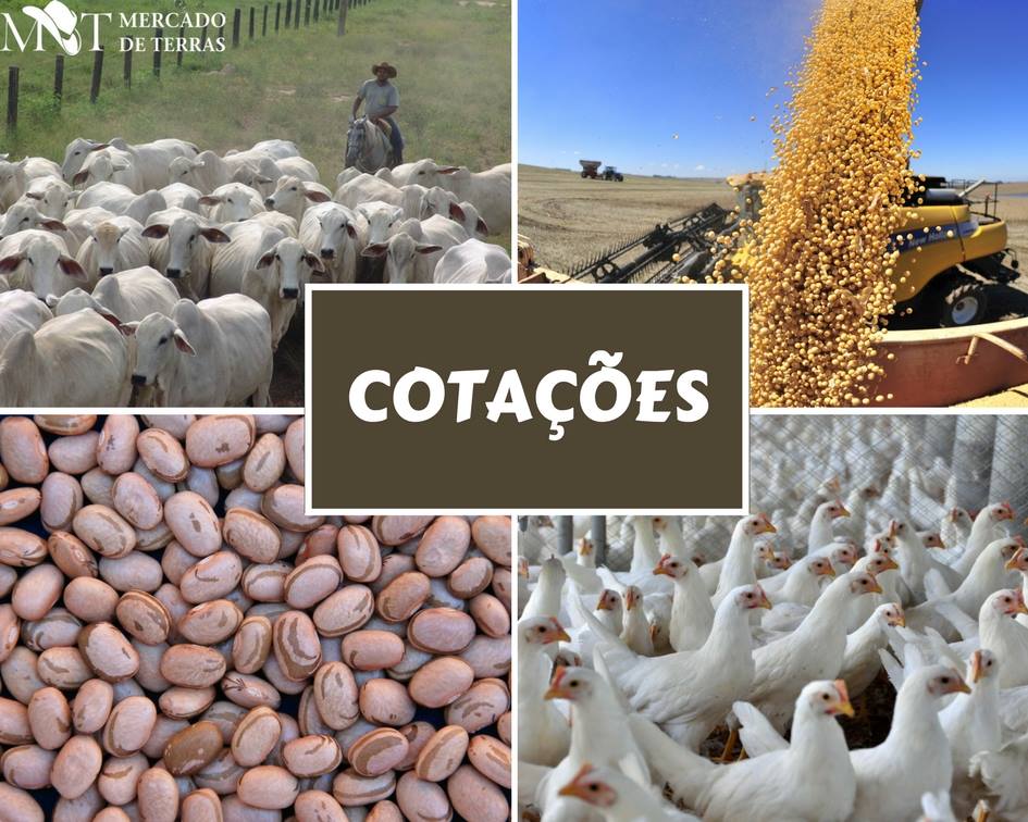 COTAÇÕES AGRÍCOLAS