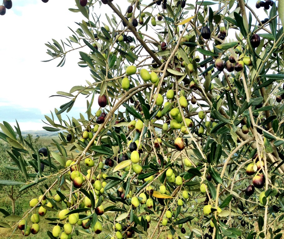 Ossos de azeitona para fabricar materiais de construção