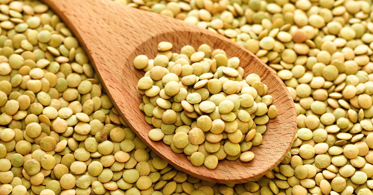 Gene de lentilha intervém em resistência de doença