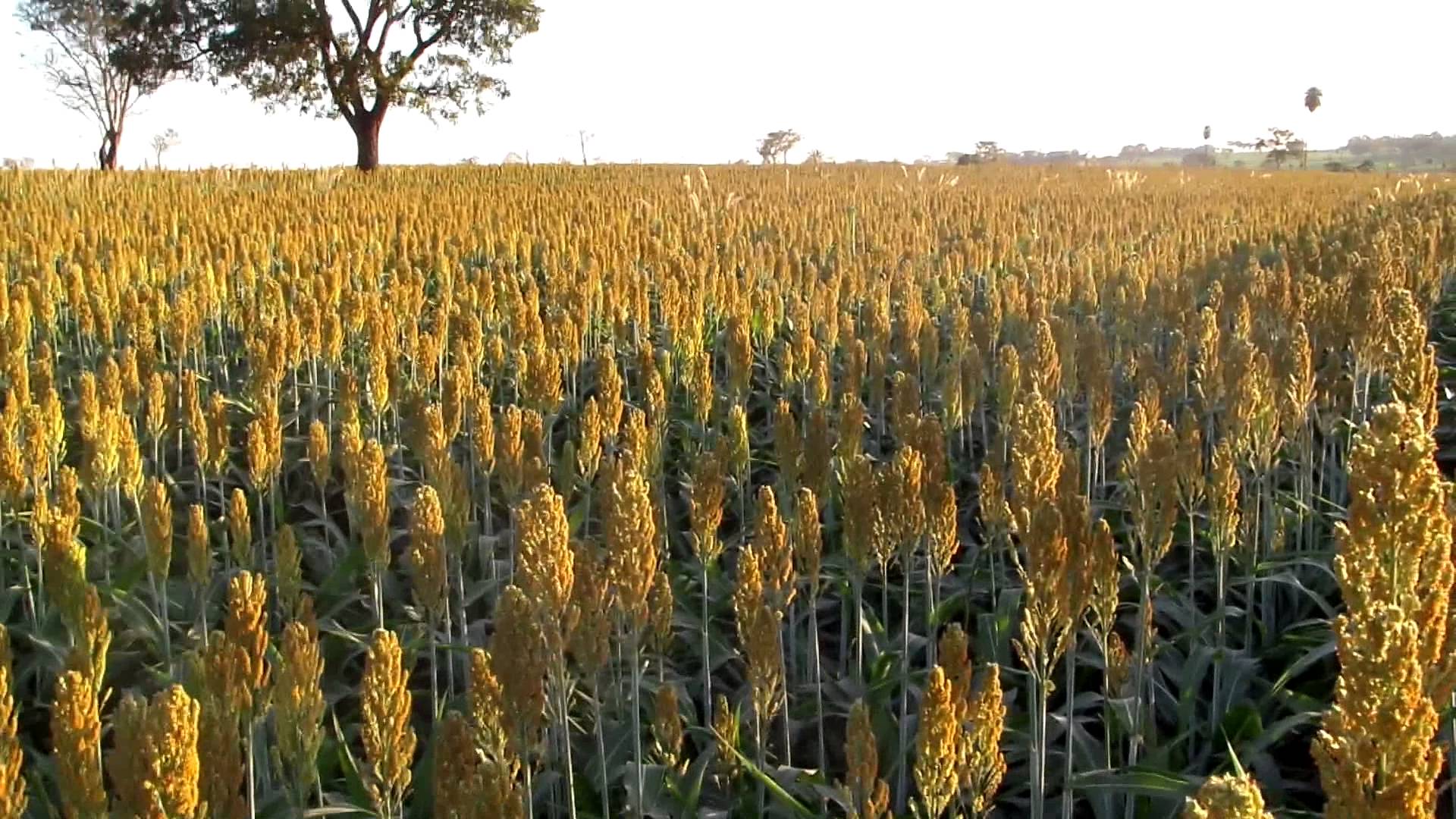 Vendas de sorgo dos EUA para a China já param