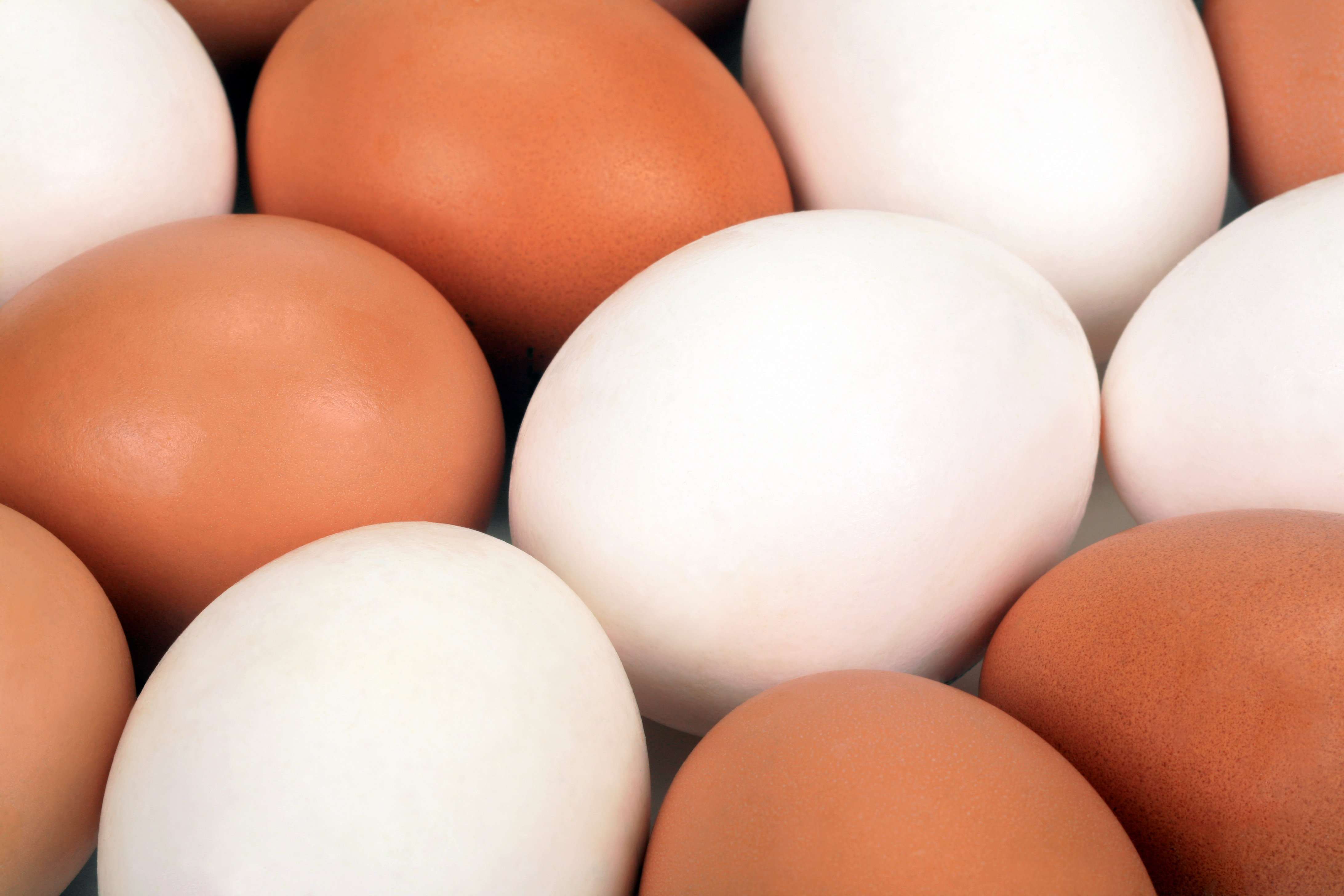 EUA: Empresa faz “recall” de 200 milhões de ovos