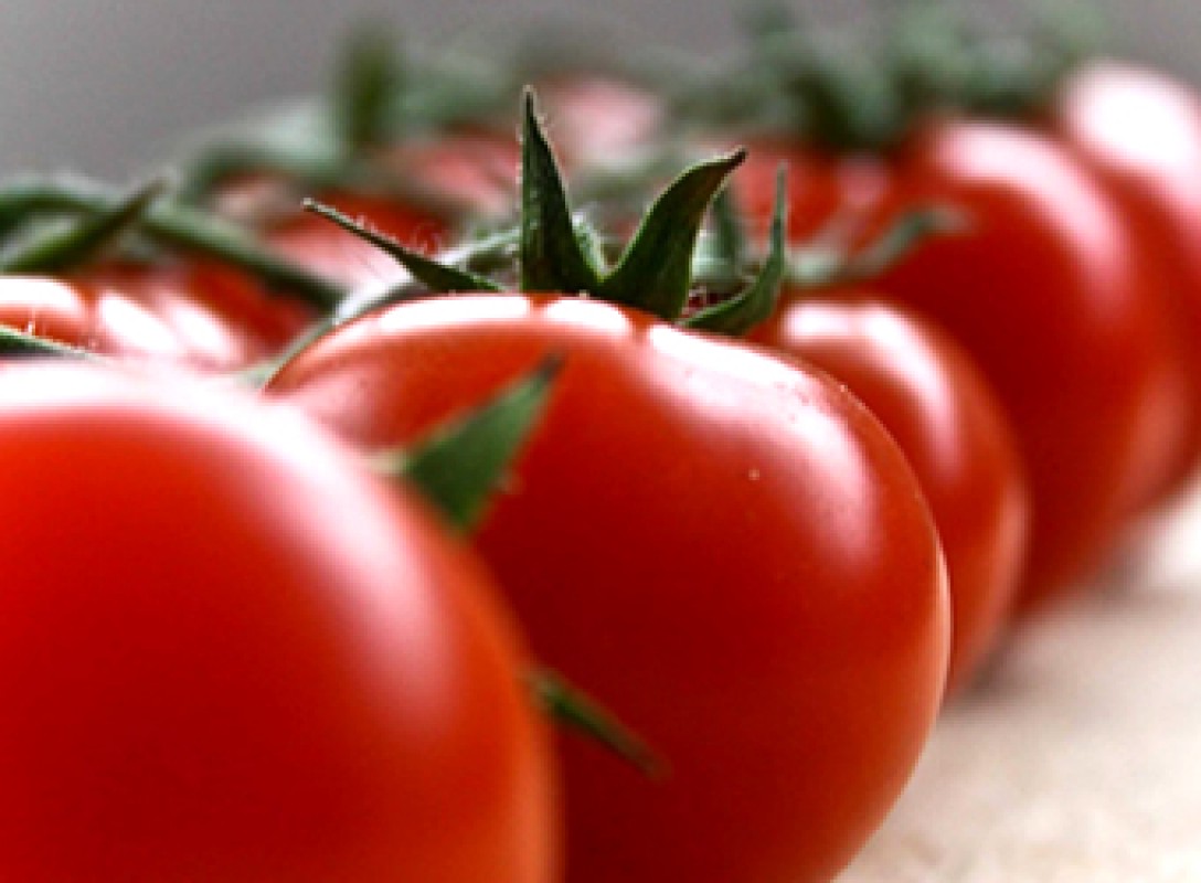 Cientistas descobrem tomate nativo resistente