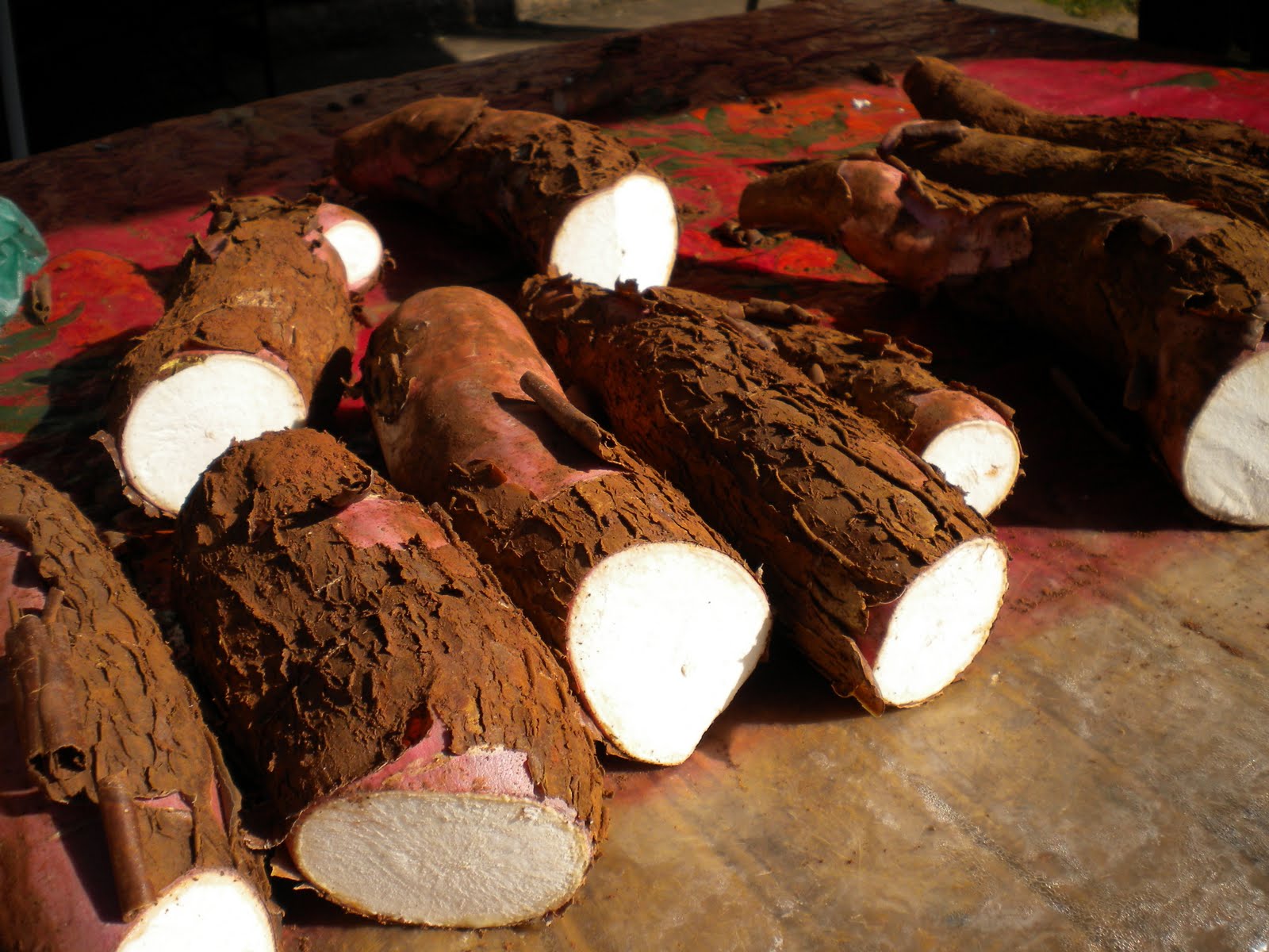 Embrapa levanta demandas tecnológicas para a cadeia produtiva da mandioca