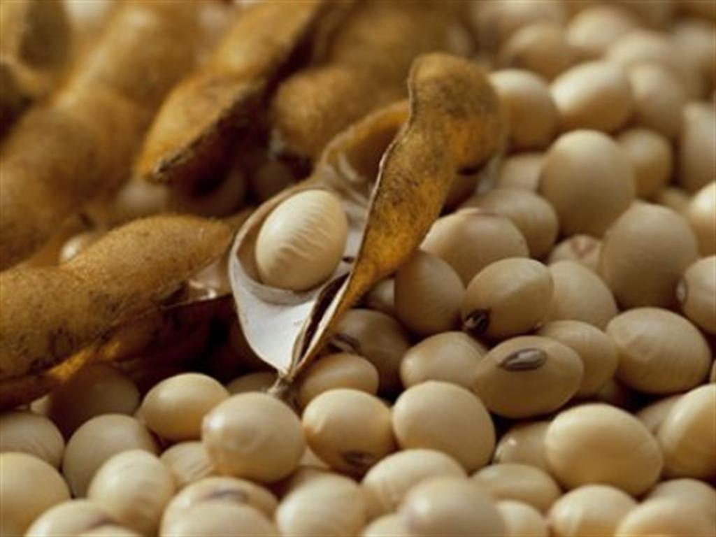 Recorde no volume exportado de soja em junho