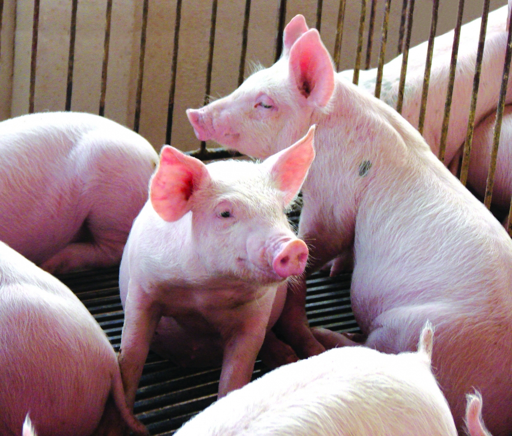 Vendas fracas pressionam preços do suíno no atacado
