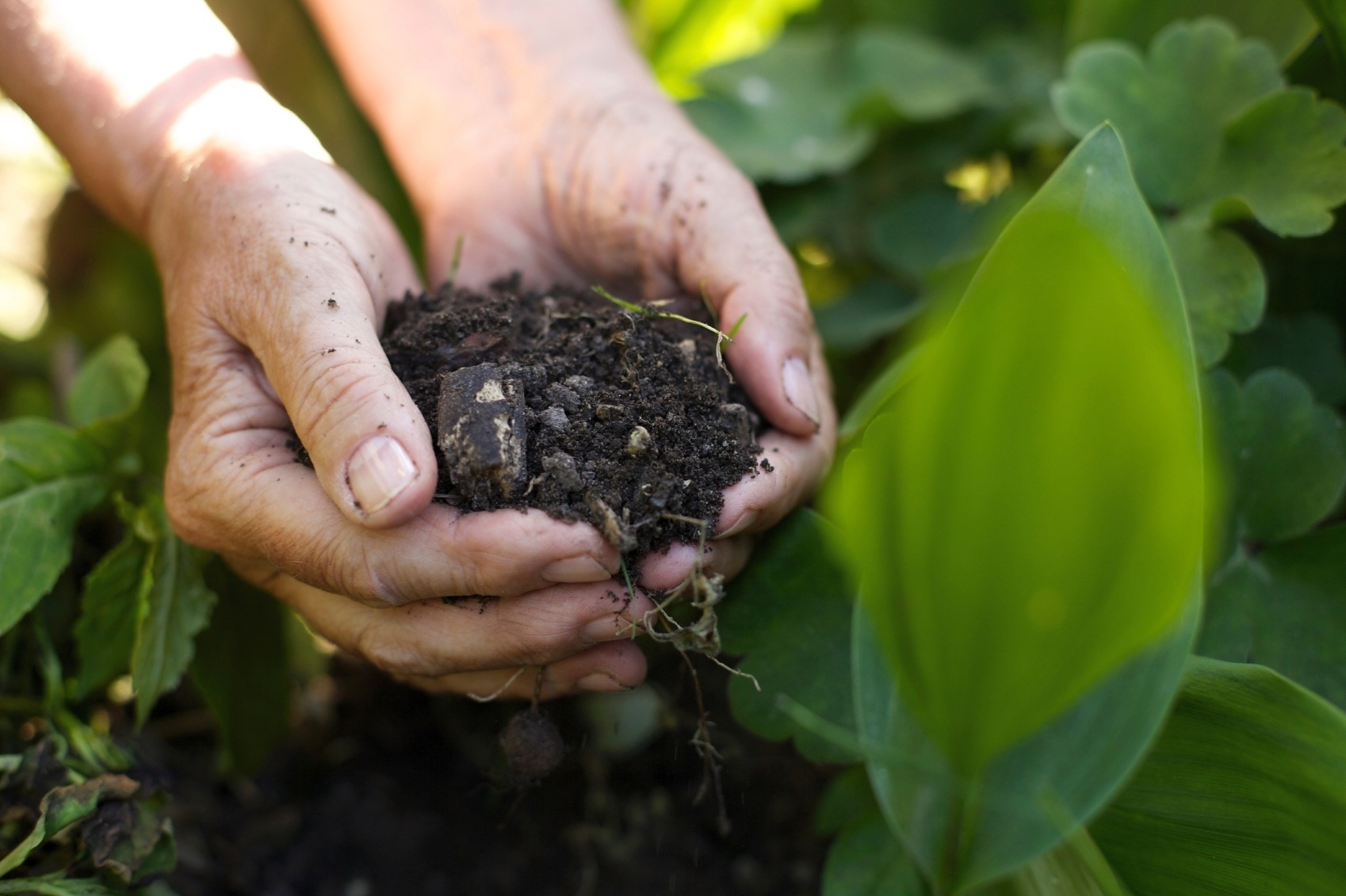 Fertilizantes naturais viram alternativa 