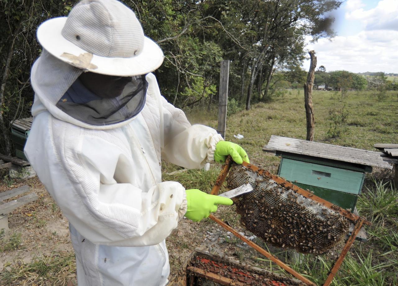 Indústria agroquímica busca proteger apicultura