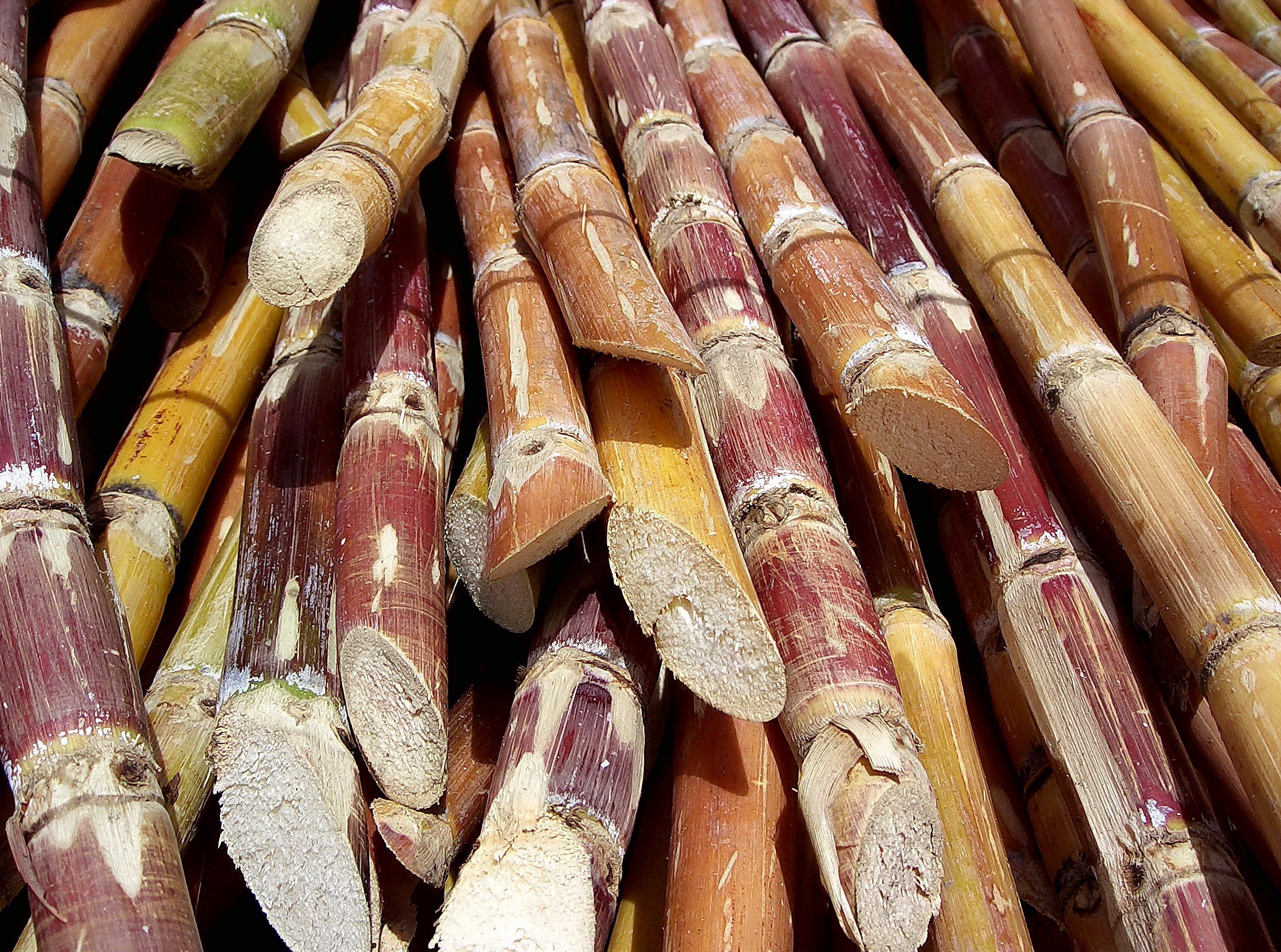 Novo herbicida é alternativa para a cana-de-açúcar