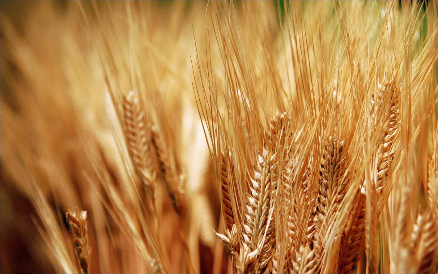 Cientistas isolam gene resistente à ferrugem do trigo 