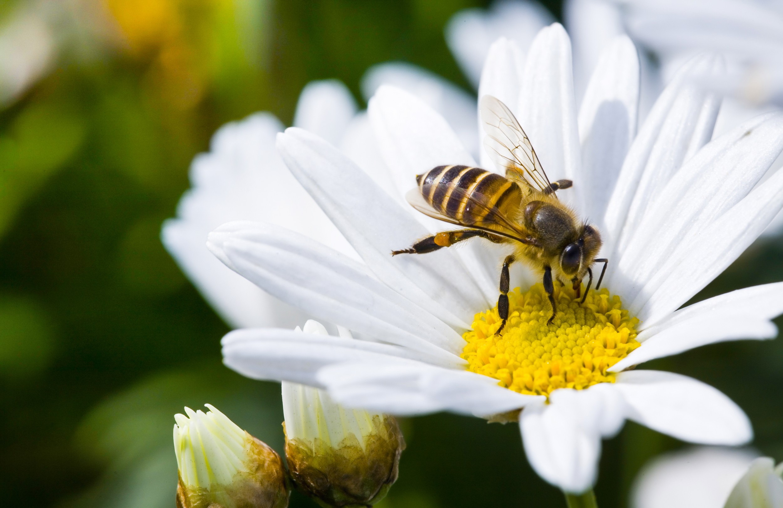 Pesticidas causam dependência nas abelhas 