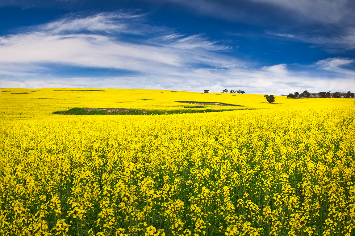 Pesquisa estuda tolerância da canola ao calor
