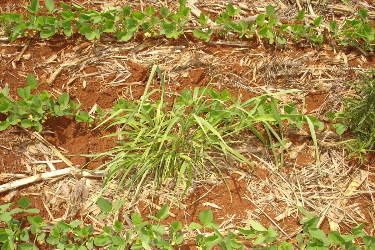 Daninhas resistentes a herbicidas causam R$9 bi em perdas