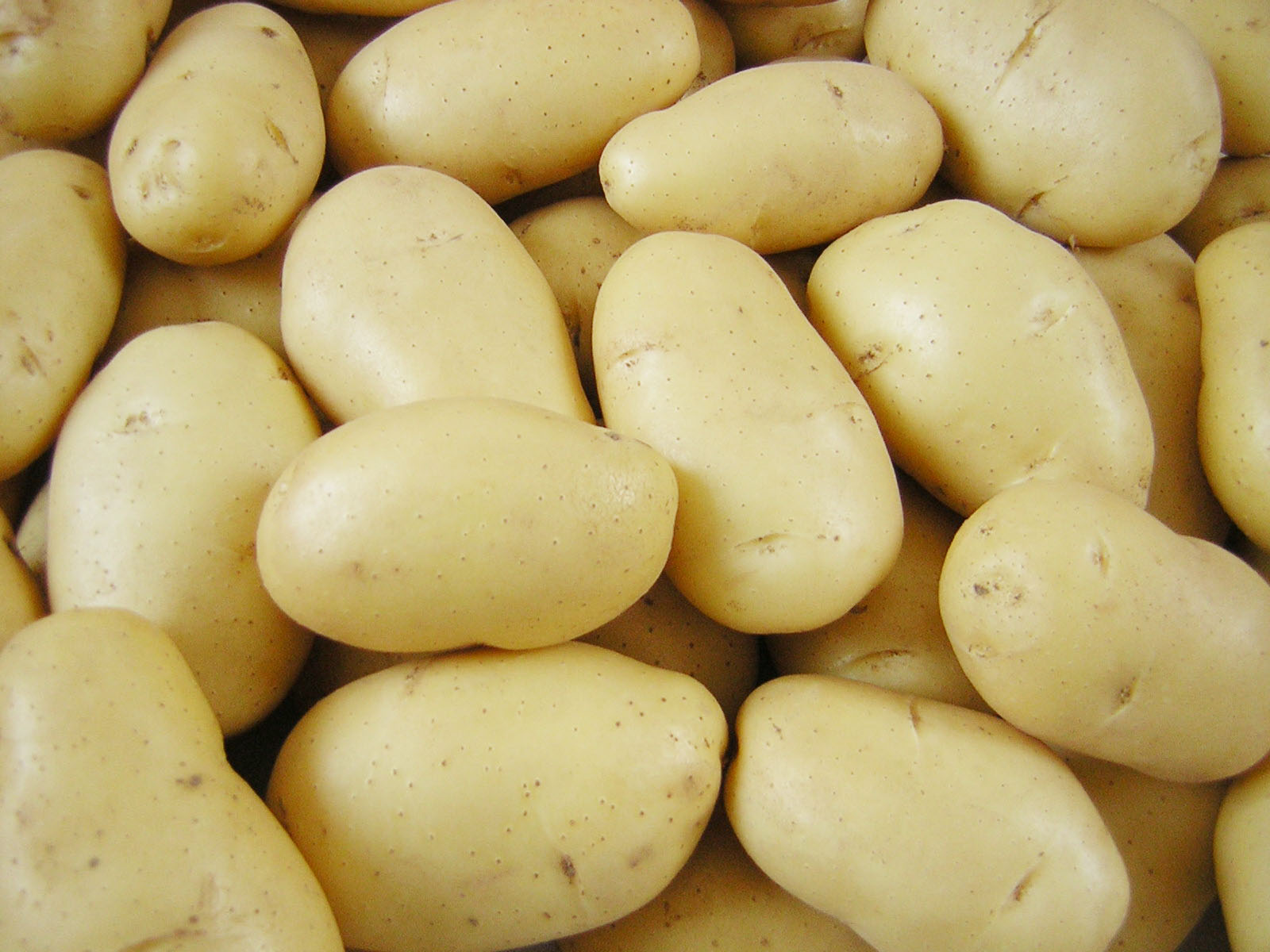 Batata transgênica é registrada na Argentina
