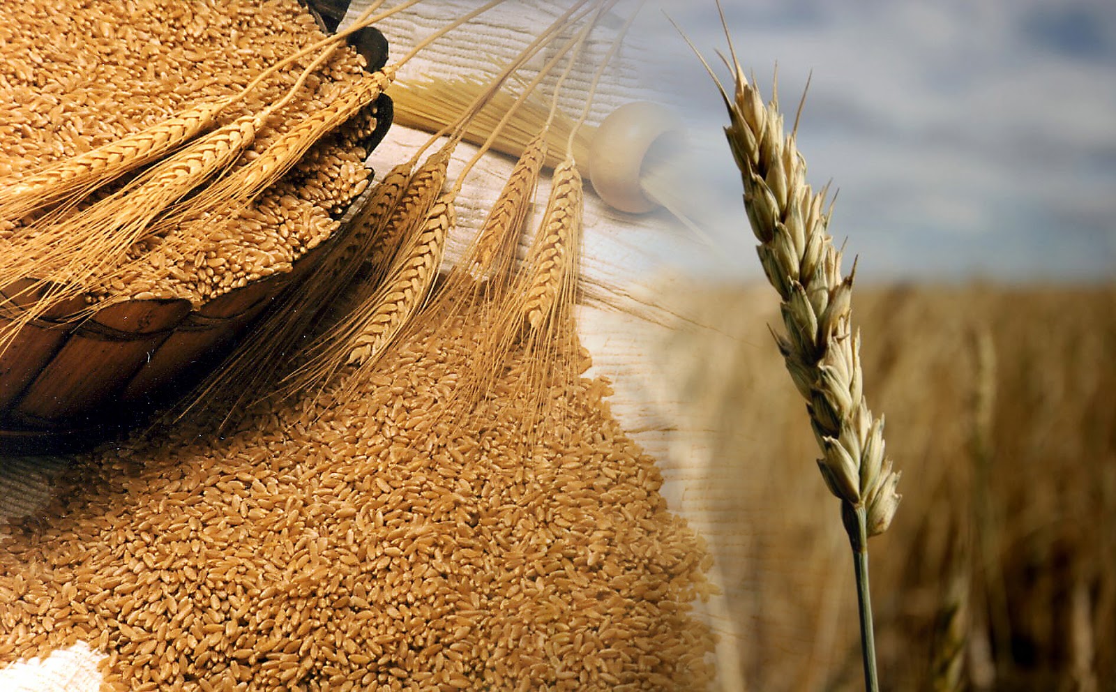 Produção de trigo será menor no Brasil