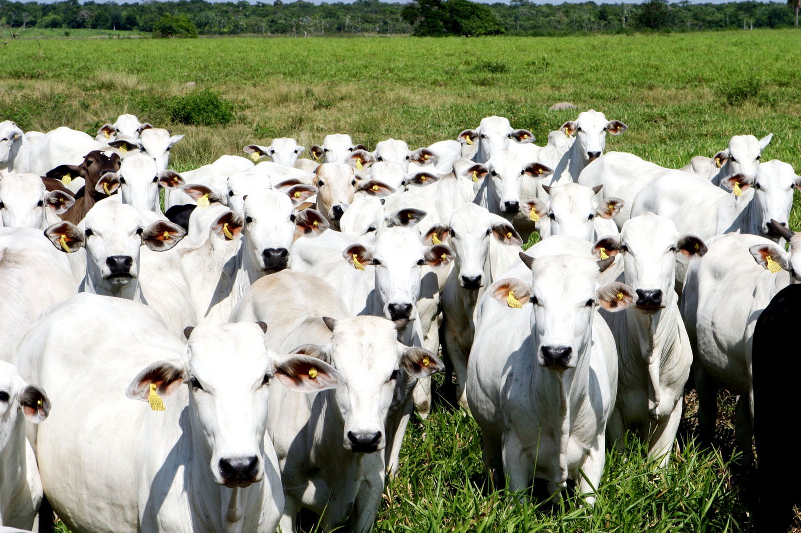 Publicação aborda Criação de bezerras leiteiras