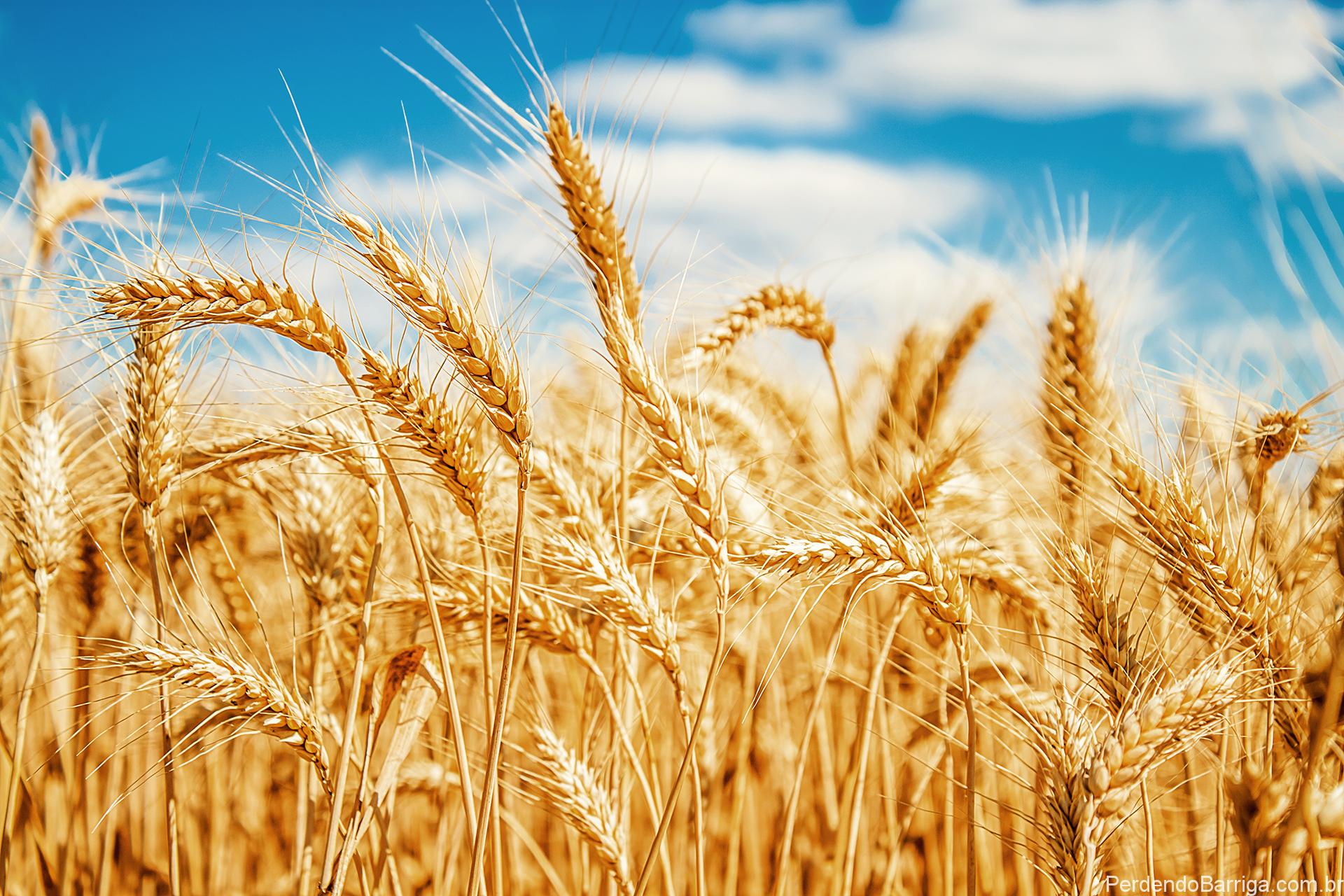 Trigo: Mercado do RS estimado em 1,76 MT