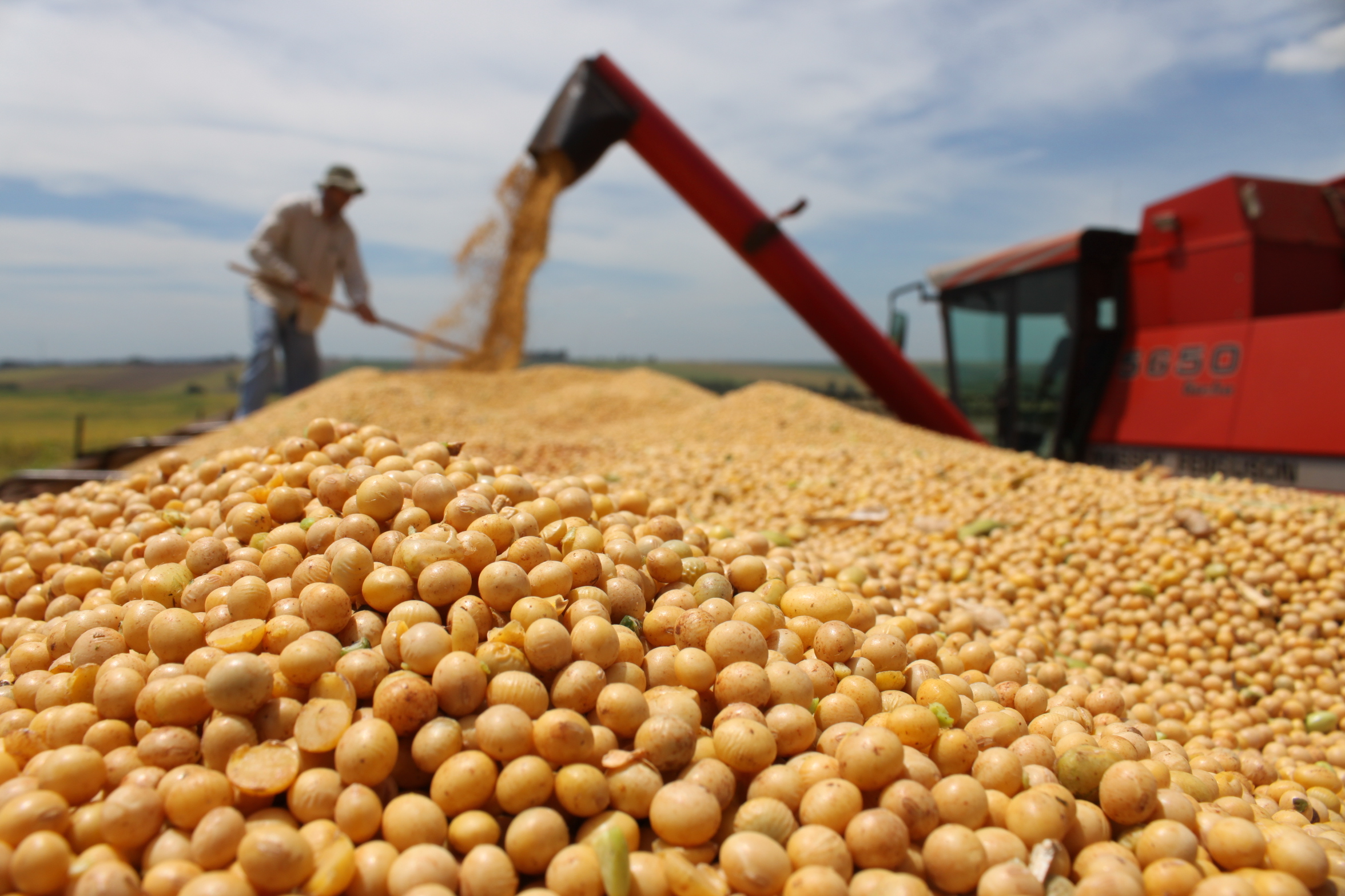 Compradores abastecidos travam soja no Brasil