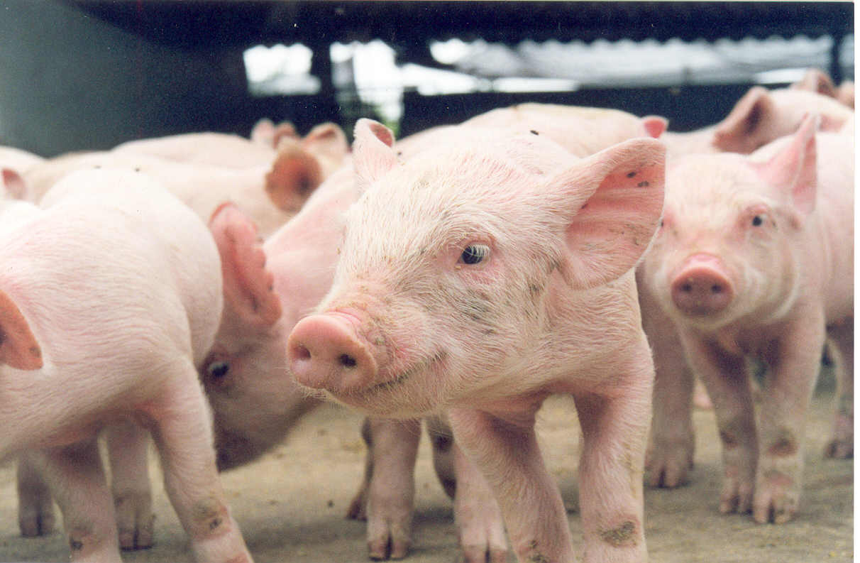 Suinocultura sustentável será tema de dias de campo na região Norte