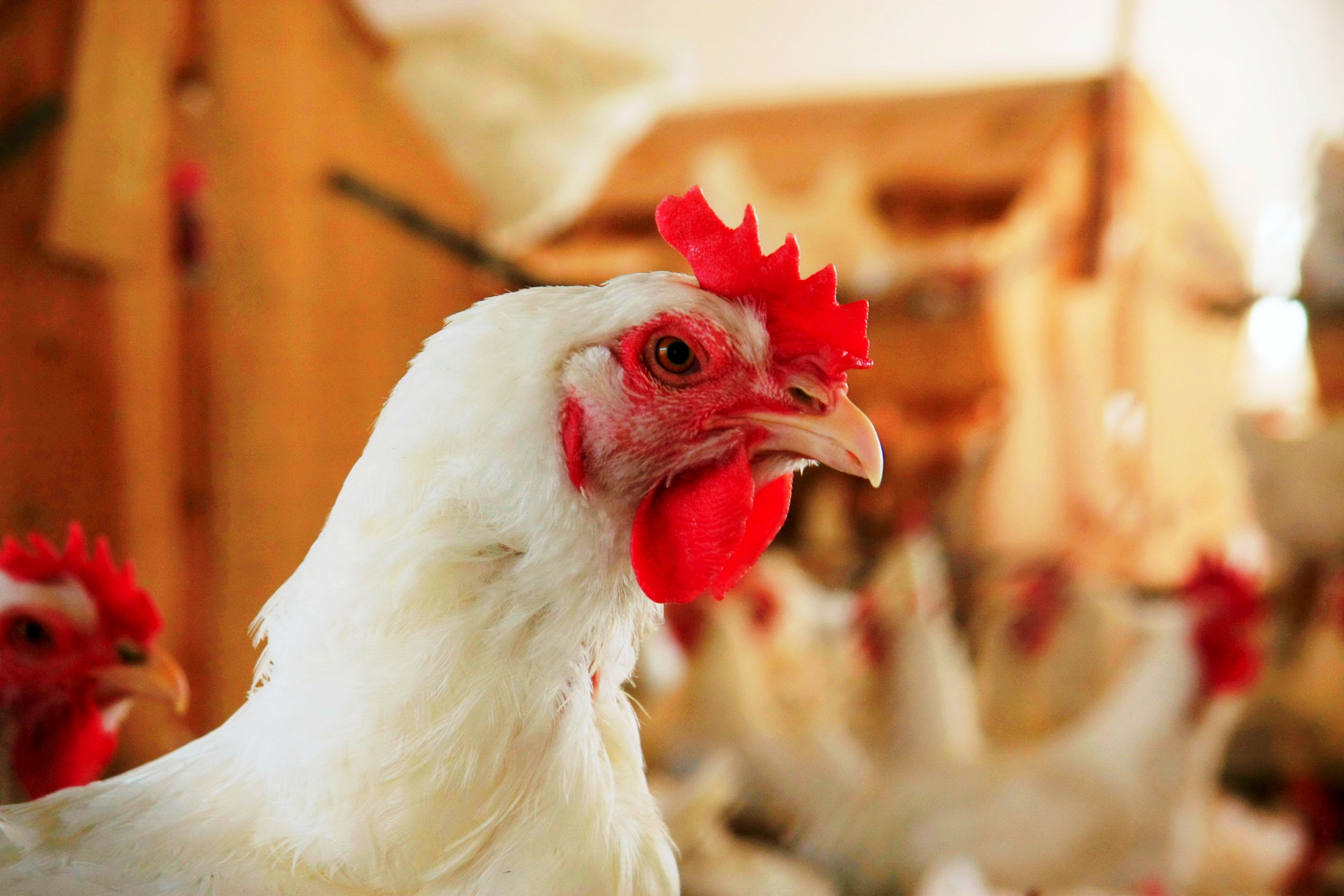 Frango vivo sofre segunda forte baixa do ano em Minas Gerais