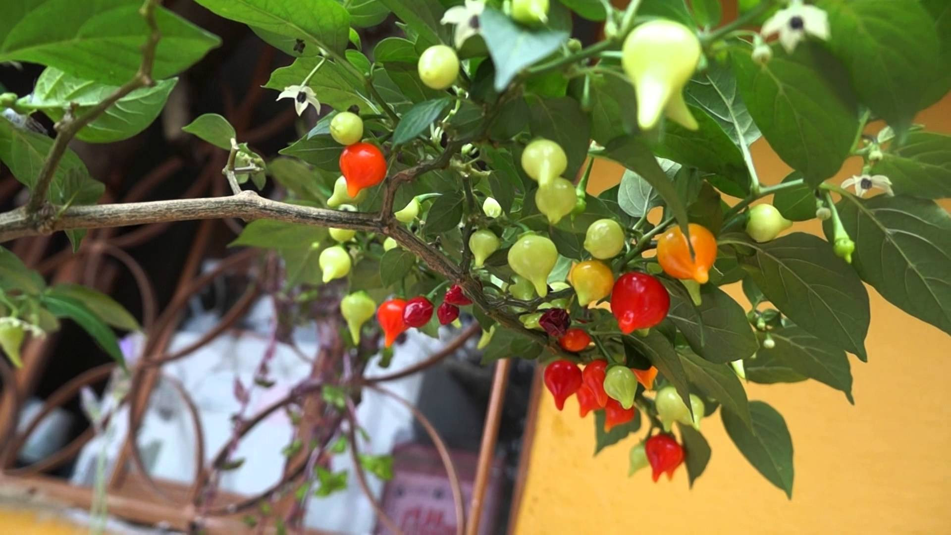 Embrapa oferta nova cultivar a produtores de sementes de pimenta