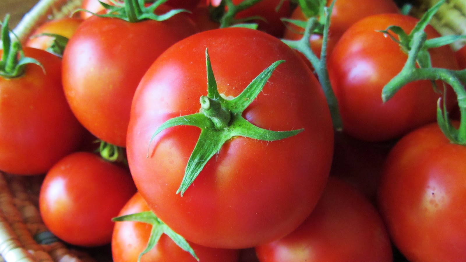 Edição genética desenvolve tomates picantes