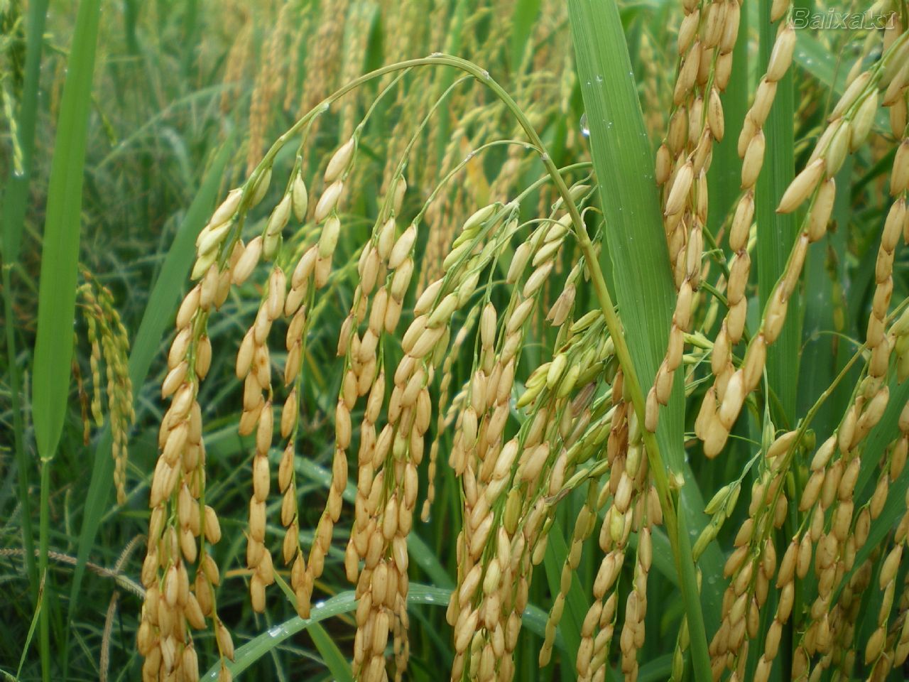 Federarroz entra com pedido de securitização para produtores de arroz